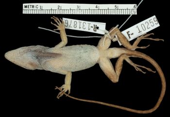 Media type: image;   Herpetology R-131876 Aspect: ventral